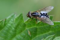 Eurimyia lineata