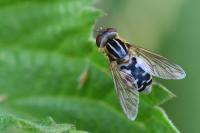Eurimyia lineata