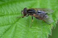 Eurimyia lineata