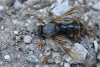 Coenomyia ferruginea