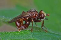 Sicus ferrugineus