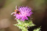Sicus ferrugineus