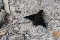 Hemipenthes morio