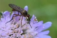 Empis livida