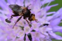 Sicus ferrugineus