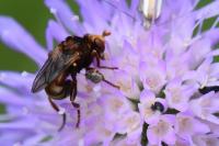 Sicus ferrugineus