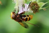 Volucella zonaria