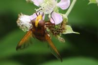 Volucella zonaria