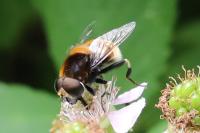 Eristalis intricaria