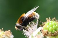Eristalis intricaria