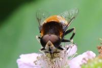 Eristalis intricaria