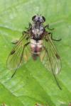 Chrysopilus cristatus