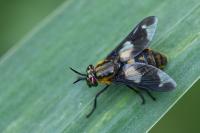Chrysops caecutiens