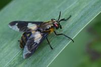 Chrysops caecutiens