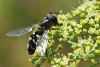 Scaeva pyrastri