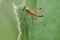 Chrysopilus asiliformis