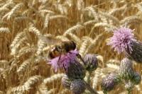 Eristalis