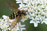 Chrysotoxum elegans