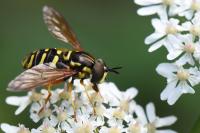 Chrysotoxum elegans