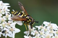 Chrysotoxum elegans