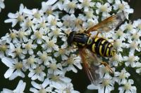 Chrysotoxum elegans