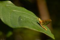 Epoicocladius ephemerae