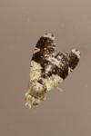 Tephritis formosa