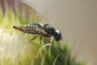 Terellia serratulae