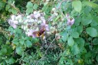Volucella