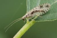 Micromus variegatus