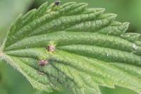 Dasineura urticae