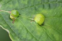 Craneiobia corni