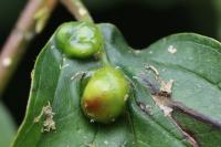 Craneiobia corni