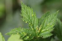 Dasineura ulmaria