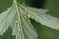 Dasineura ulmaria
