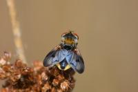 Ectophasia crassipennis