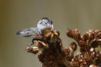Ectophasia crassipennis