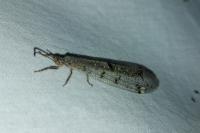 Distoleon tetragrammicus
