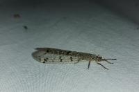 Distoleon tetragrammicus