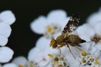 Oxyna flavipennis
