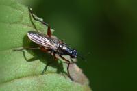 Sepedon sphegea