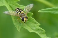 Eupeodes corollae