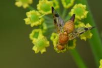 Xyphosia miliaria