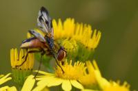 Ectophasia crassipennis