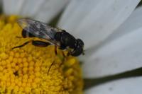 Syritta pipiens