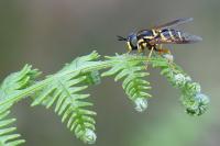 Chrysotoxum festivum