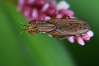 Ilione albiseta