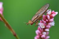 Ilione albiseta