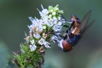 Phasia aurigera