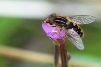 Eurimyia lineata